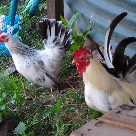 Willa Finca La Pasionaria - Conectandonos Belén de Escobar Zewnętrze zdjęcie